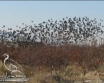 پرنده نگری در ایران - سار