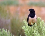 پرنده نگری در ایران - Rose-Coloured Starling