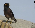 پرنده نگری در ایران - مینا