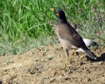 پرنده نگری در ایران - مینا - Common Myna