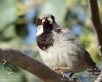 پرنده نگری در ایران - گنجشک معمولی