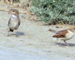پرنده نگري - گنجشک خانگی - House Sparrow - Passer domesticus