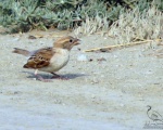 پرنده نگری در ایران - Pale Rock Sparrow