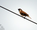 پرنده نگری در ایران - گنجشک درختی(Tree Sparrow)