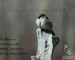 پرنده نگری در ایران - Tree Sparrow,zribar wetland