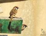 پرنده نگری در ایران - گنجشک درختی