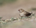 پرنده نگری در ایران - خاکی