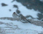 پرنده نگری در ایران - White-winged Snowfinch