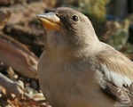 پرنده نگری در ایران - Snowfinch