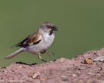 پرنده نگري - گنجشک برفی - White-winged Snowfinch - Montifringilla nivalis