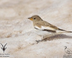 گنجشک برفی - White-winged Snowfinch - Montifringilla nivalis