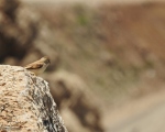 پرنده نگری در ایران - گنجشک برفی