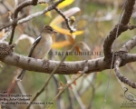 پرنده نگری در ایران - Chaffinch