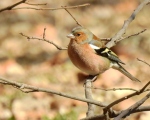 پرنده نگري - سهره جنگلی - Common Chaffinch - Fringilla coelebs