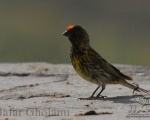 پرنده نگری در ایران - Red-fronted Serin
