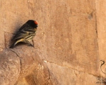 پرنده نگری در ایران - پیشانی سرخ