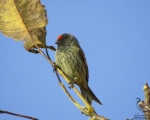 پرنده نگري - سهره پیشانی سرخ - Red-fronted Serin - Serinus pusillus