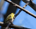 پرنده نگری در ایران - Siskin
