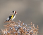 پرنده نگری در ایران - طلایی