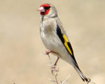 پرنده نگري - سهره معمولی - European Goldfinch - Carduelis carduelis