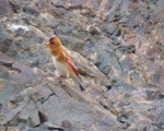 پرنده نگری در ایران - سهر بال قرمز ( سرخ )