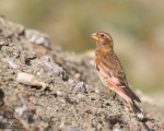 پرنده نگري - سهره بال سرخ - Crimson-winged Finch - Rhodopechys sanguineus