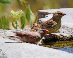 پرنده نگری در ایران - سخ
