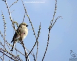 پرنده نگری در ایران - Desert Finch