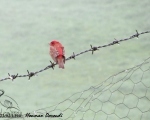پرنده نگری در ایران - Common Rosefinch - سهره گلی