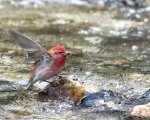 پرنده نگری در ایران - Rosefinch
