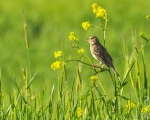 پرنده نگری در ایران - زرد  پره
