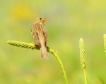 پرنده نگري - زرده پره مزرعه - Corn Bunting - Emberiza calandra