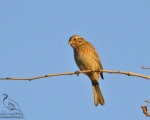 پرنده نگری در ایران - pine bunting