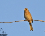 پرنده نگری در ایران - pine bunting