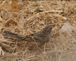 پرنده نگری در ایران - زرده پره کوهی