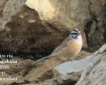 پرنده نگری در ایران - زرده پر کوهی