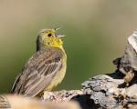 پرنده نگری در ایران - زردپره رخ زرد