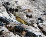 پرنده نگری در ایران - زرد پره سر زیتونی
