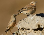 پرنده نگری در ایران - زردپره سرزیتونی و چکچک کوهی