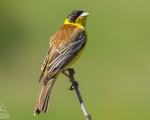 پرنده نگری در ایران - زردپره سر سیاه
