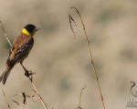 پرنده نگری در ایران - زردپره سر سیاه2