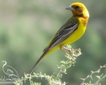 پرنده نگری در ایران - زردهپر سر سرخ