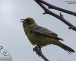 پرنده نگری در ایران - زردپره سرسرخ