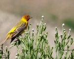 پرنده نگری در ایران - زرده پره سرسرخ