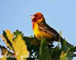 پرنده نگری در ایران - زرد پر سر سرخ
