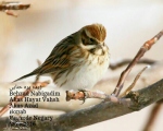 پرنده نگری در ایران - زرده پره نیزار