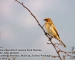 پرنده نگری در ایران - Common Reed Bunting