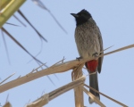 پرنده نگری در ایران - Red-vented bulbul
