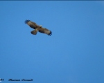 پرنده نگري - سارگپه جنگلی تاجدار - Crested Honey-buzzard - Pernis ptilorhyncus