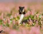 پرنده نگری در ایران - Great Crested Grebe